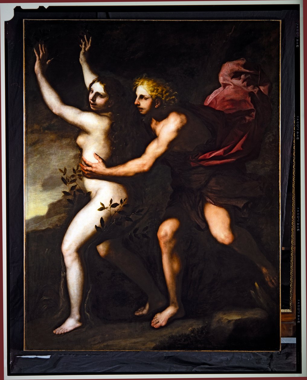 Apollo och Daphne (olja på duk) av Luca Giordano