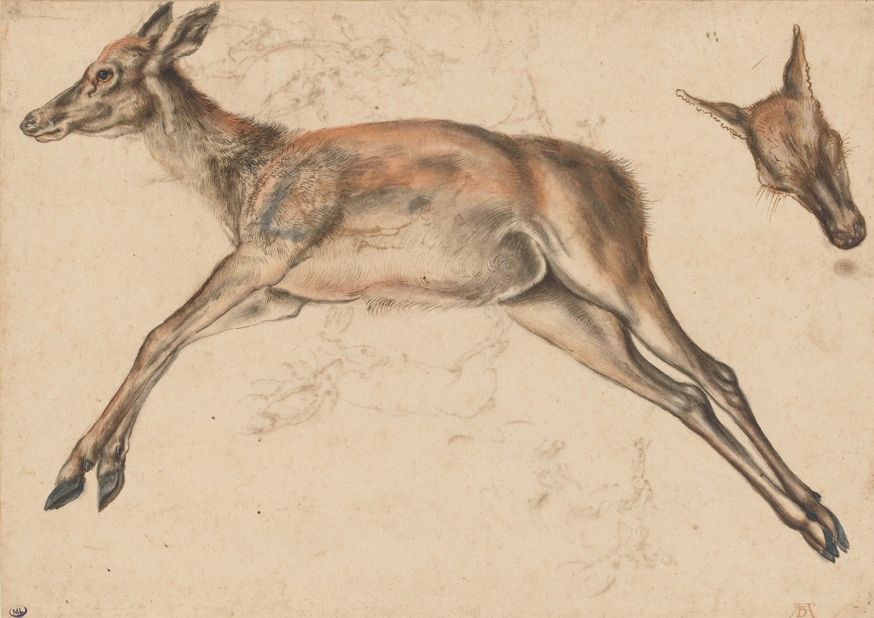 Död hind med de fyra benen utsträckta och huvudet av hind. av Lucas Cranach the Elder