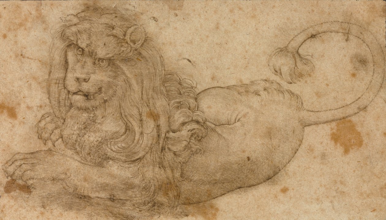 Studie av ett lejon av Lucas Cranach the Elder