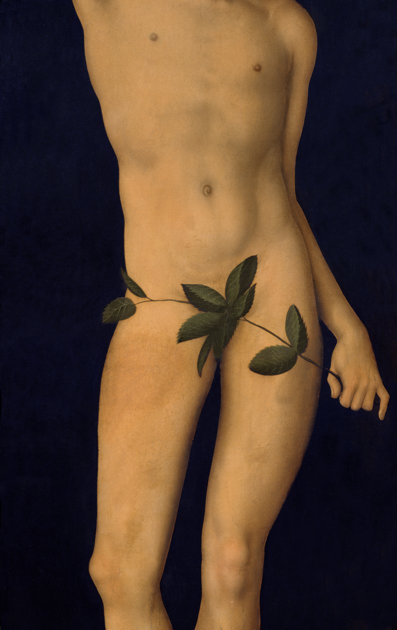 Adam, 1528 olja på paneldetalj av 9628 av Lucas Cranach the Elder