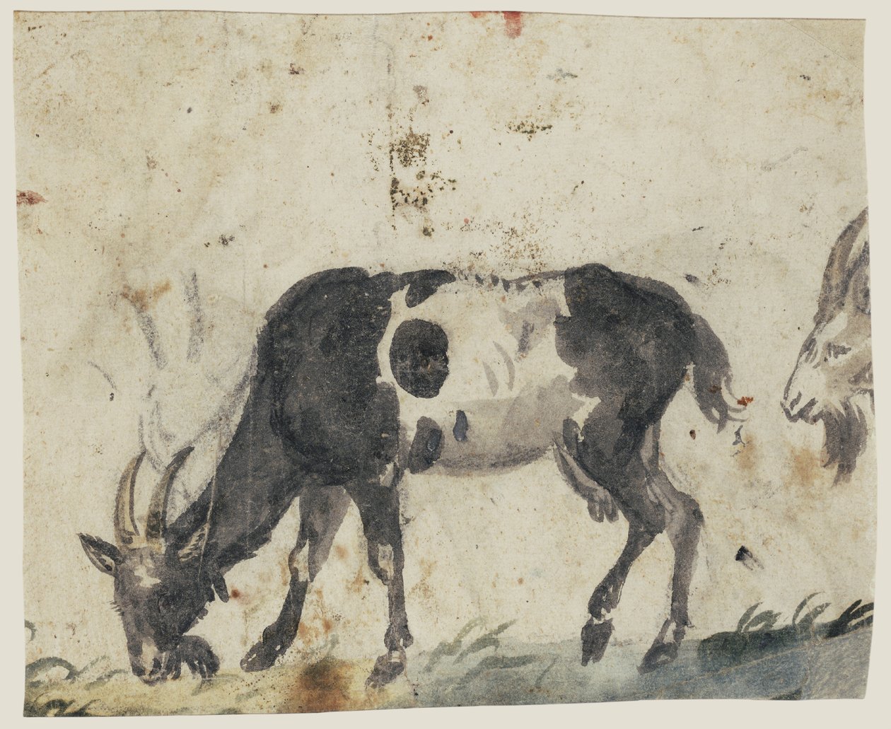 Study of Goats (verso), c.1520-30 (pensel med svart, grå, grön tvätt och svart krita) av Lucas the Elder Cranach