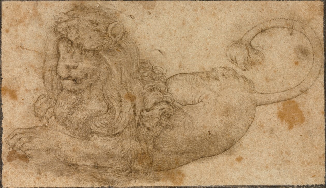Studie av ett lejon av Lucas the Elder Cranach