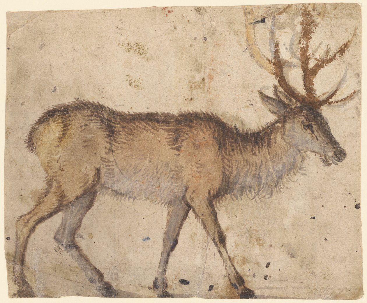 Study of a Stag (recto), c.1520-30 (borste med brun tvätt, förhöjd med vit gouache) av Lucas the Elder Cranach