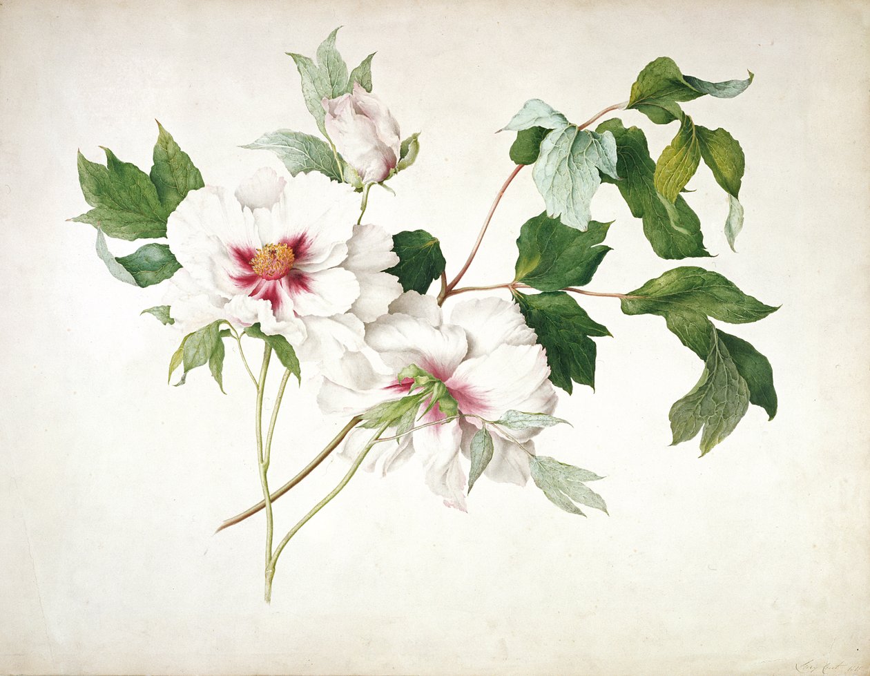 Japansk trädpion (Paeonia suffruticosa), 1815 (wc, gouache, gummi arabicum över penna på papper) av Lucy Cust