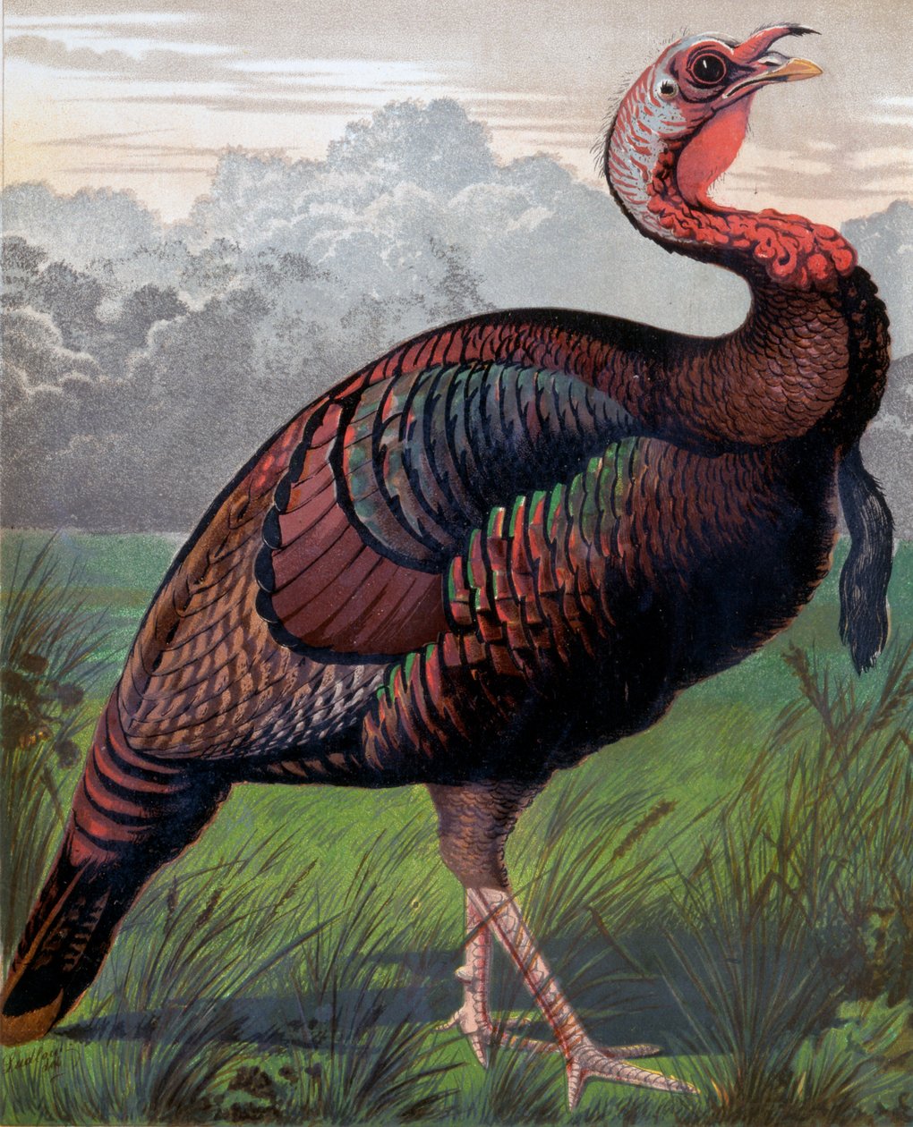 The Wild American Turkey Cock, illustration från Cassells Poultry Book, graverad av Vincent Brooks (1814-1885) Day & Son av Ludlow