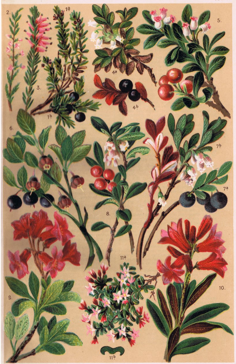 Alpine Plants, illustration från 