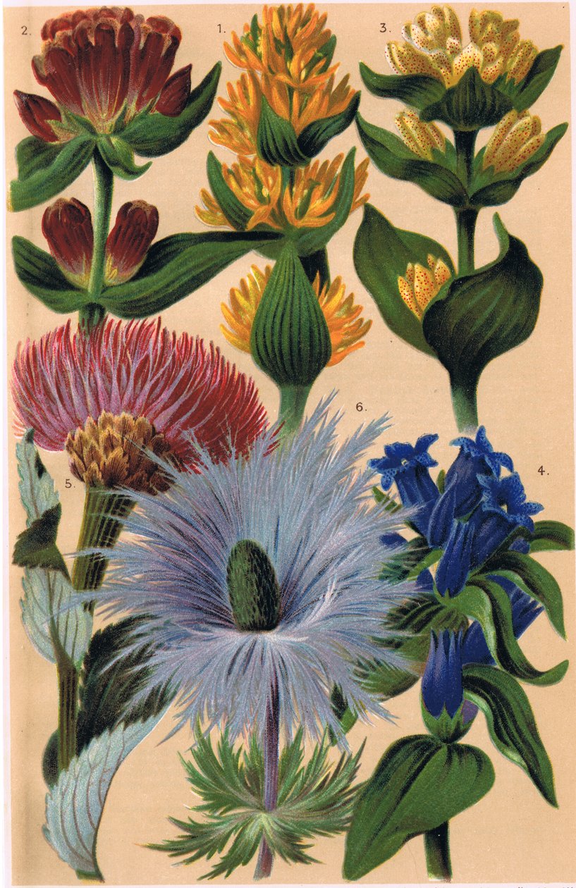 Alpina växter, illustration från "Alpine Flora" av professor C.S. Schroter, publicerad 1921. av Ludwig Schroter