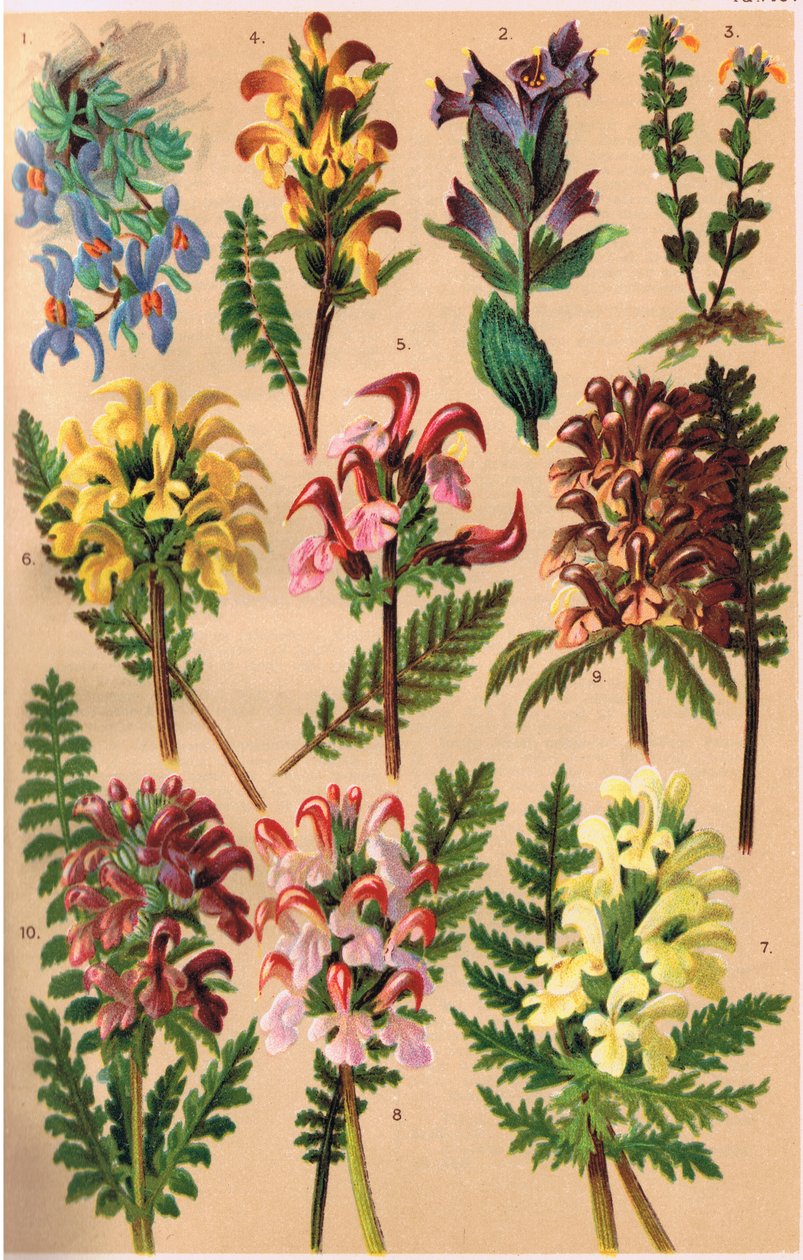 Alpine Plants, illustration från 