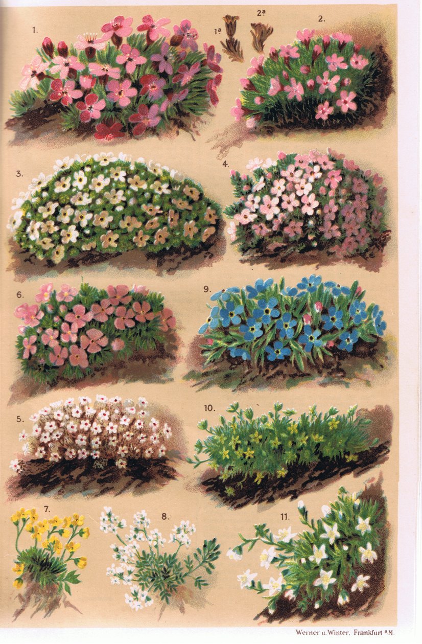 Alpine Plants, illustration från 