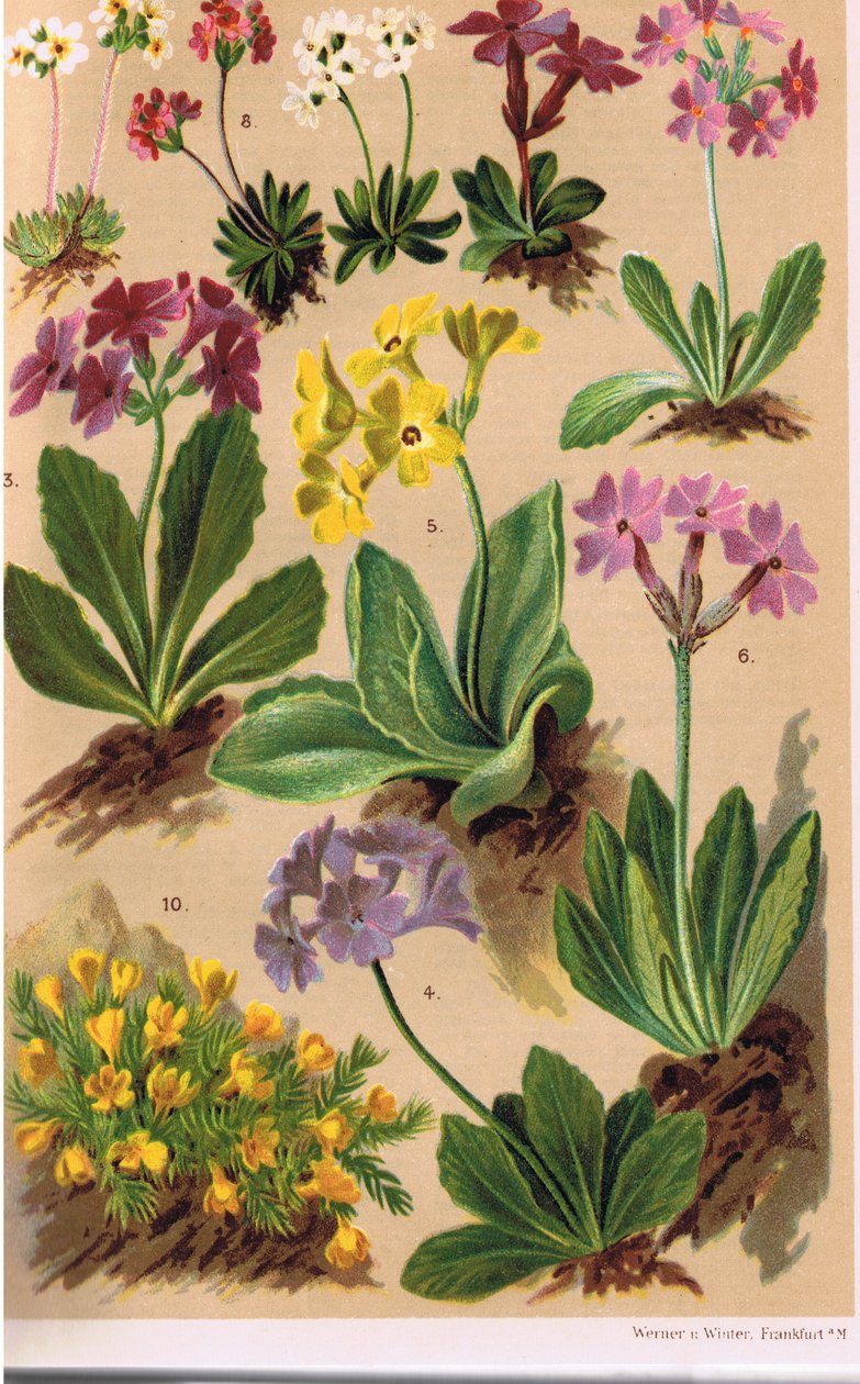 Alpine Plants, illustration från 