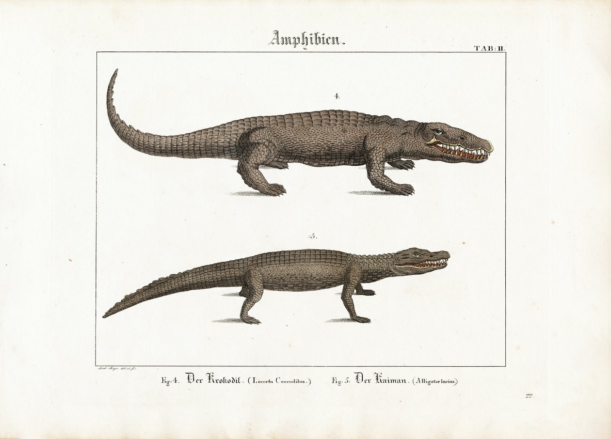 Krokodil och kajman av Ludwig Meyer