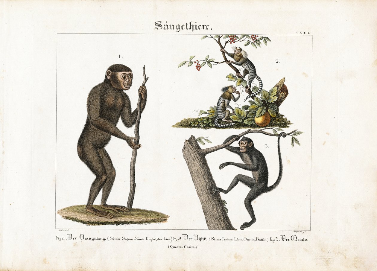 Primater: Orangutang, vanlig marmoset och spindelapa av Ludwig Meyer