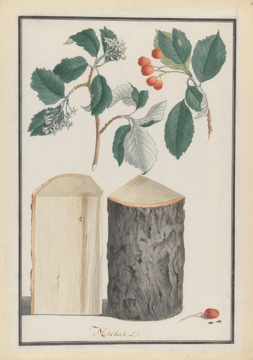 Studier av bladen, blommorna, frukterna och stammen av en vitbjälke Sorbus subgenus Aria, 1788. av Ludwig Pfleger