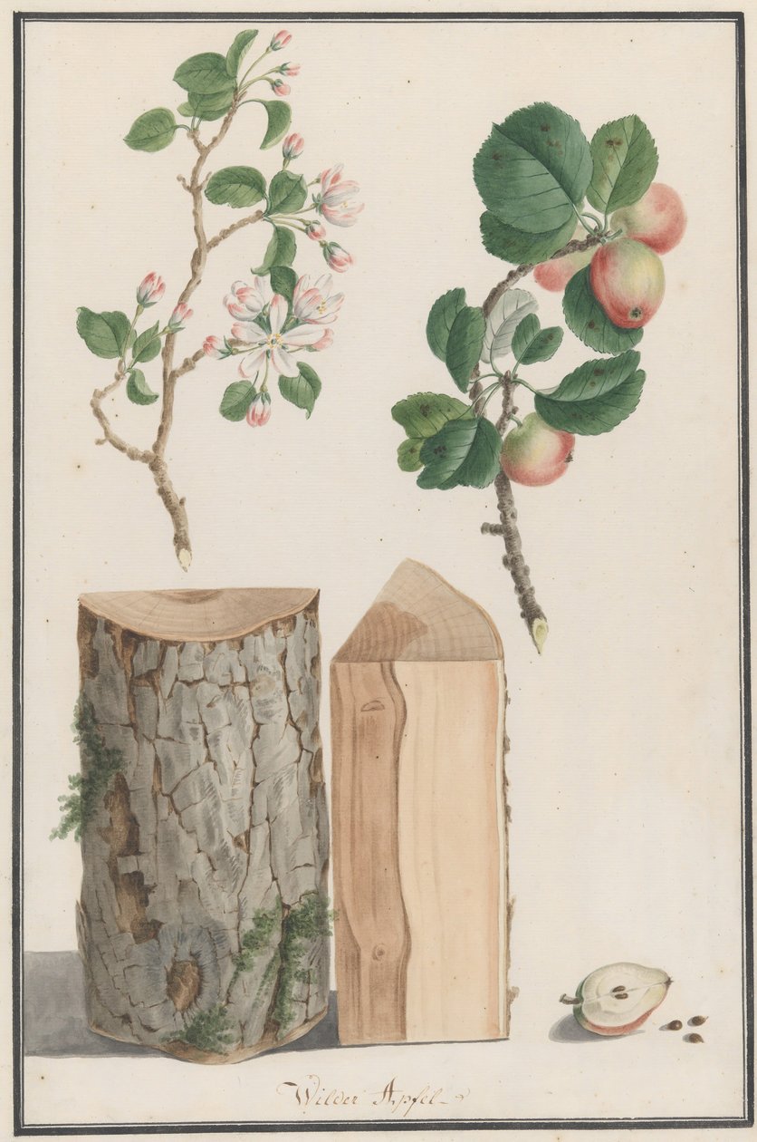 Studier av stammen, blommorna och frukten av ett vilda äppelträd Malus sylvestris, 1788. av Ludwig Pfleger