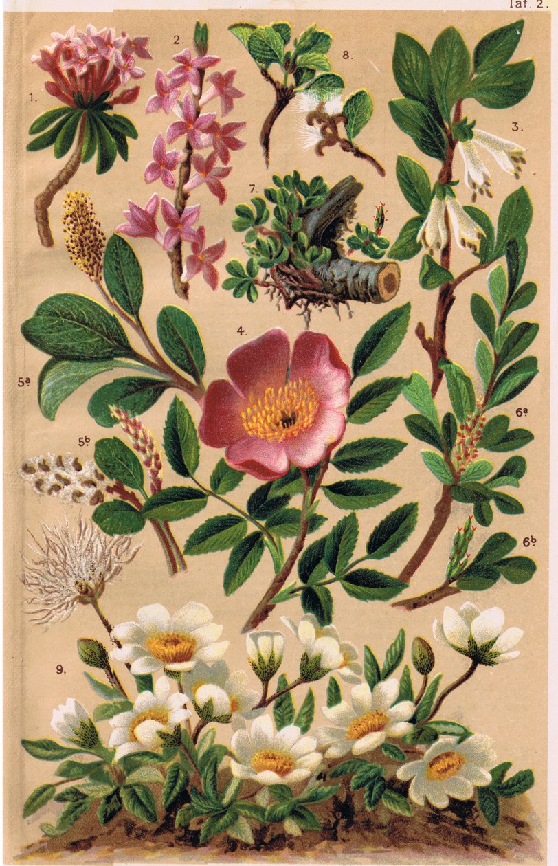 Alpine Plants, illustration från 