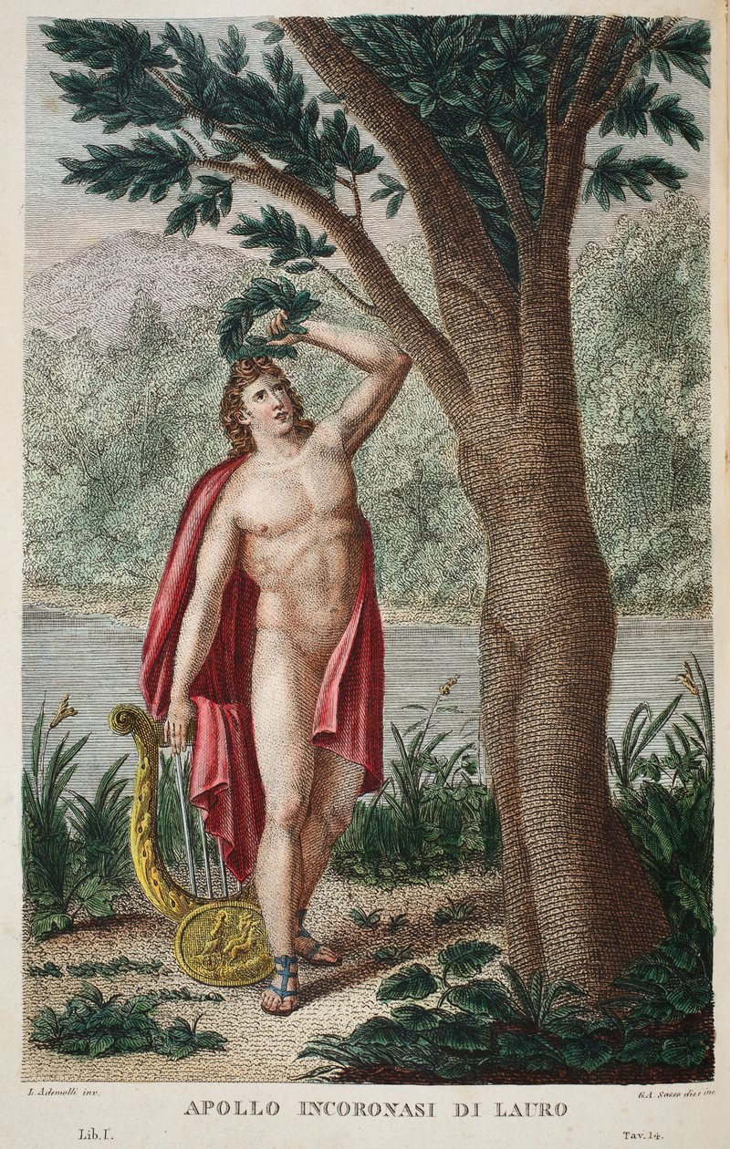 Daphne till en laurbärsblomma eller Apollo Incoronasi de Lauro, illustration från Ovidius Metamorfoser, Florens, 1832 (handkolorerat gravyr) av Luigi Ademollo
