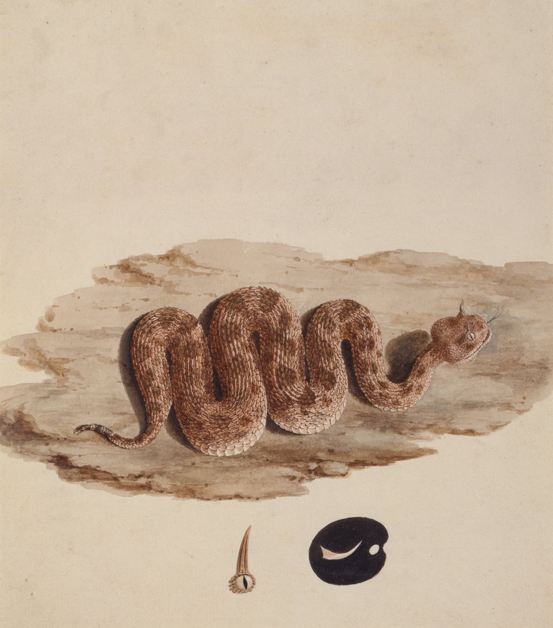 Cerastes: Number One (a Snake) (wc på papper) av Luigi Balugani