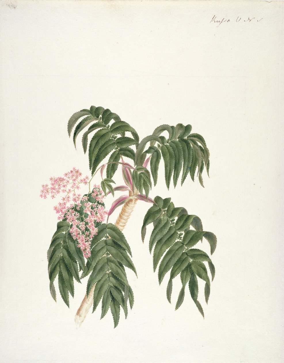 Cusso eller Banbesia; Abessinien (blad och blommor) (wc och gouache över grafit på papper) av Luigi Balugani