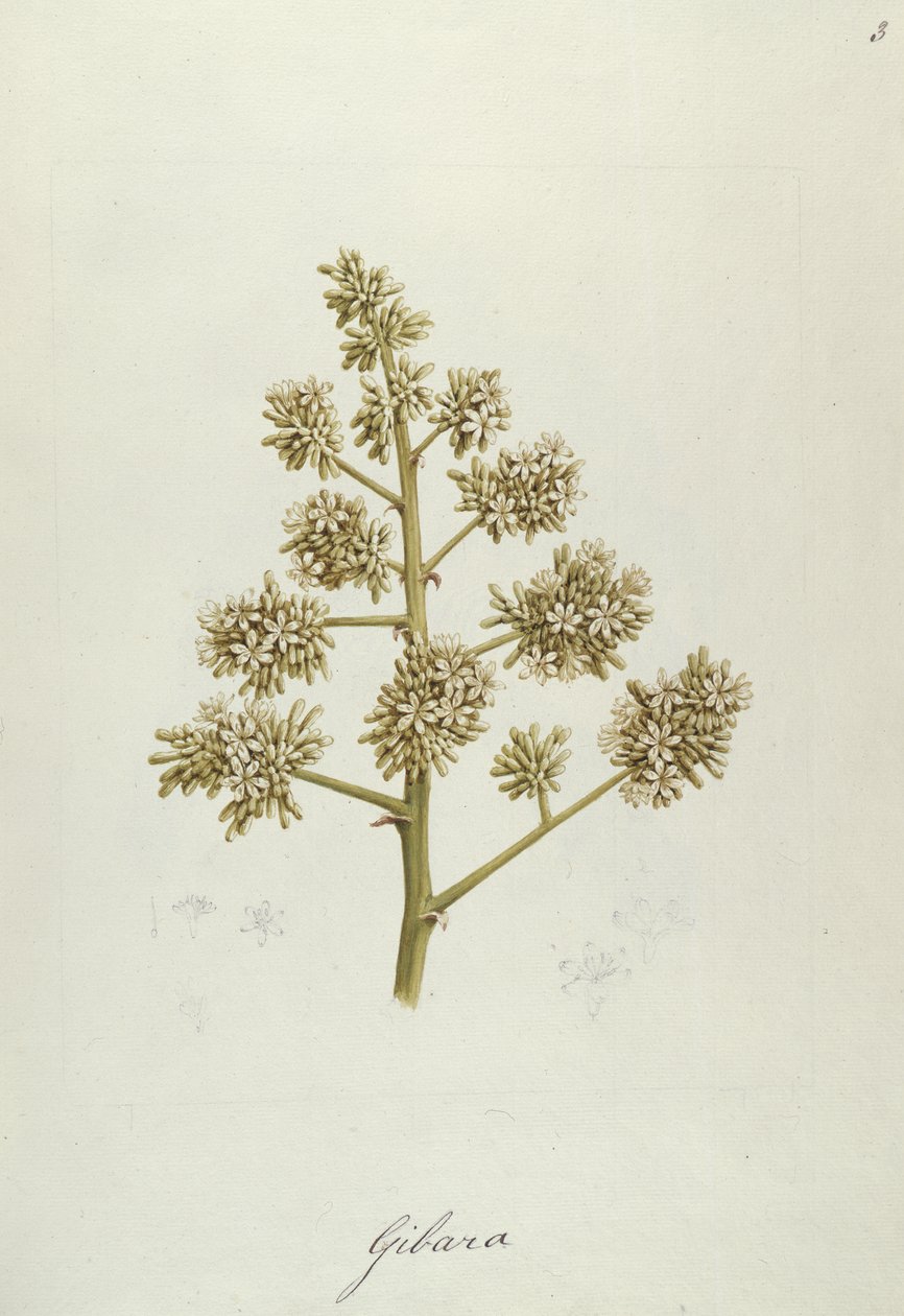 Gibara, illustration från Forty-one Botanical Drawings with Notes (grafit, wc och bc på papper) av Luigi Balugani