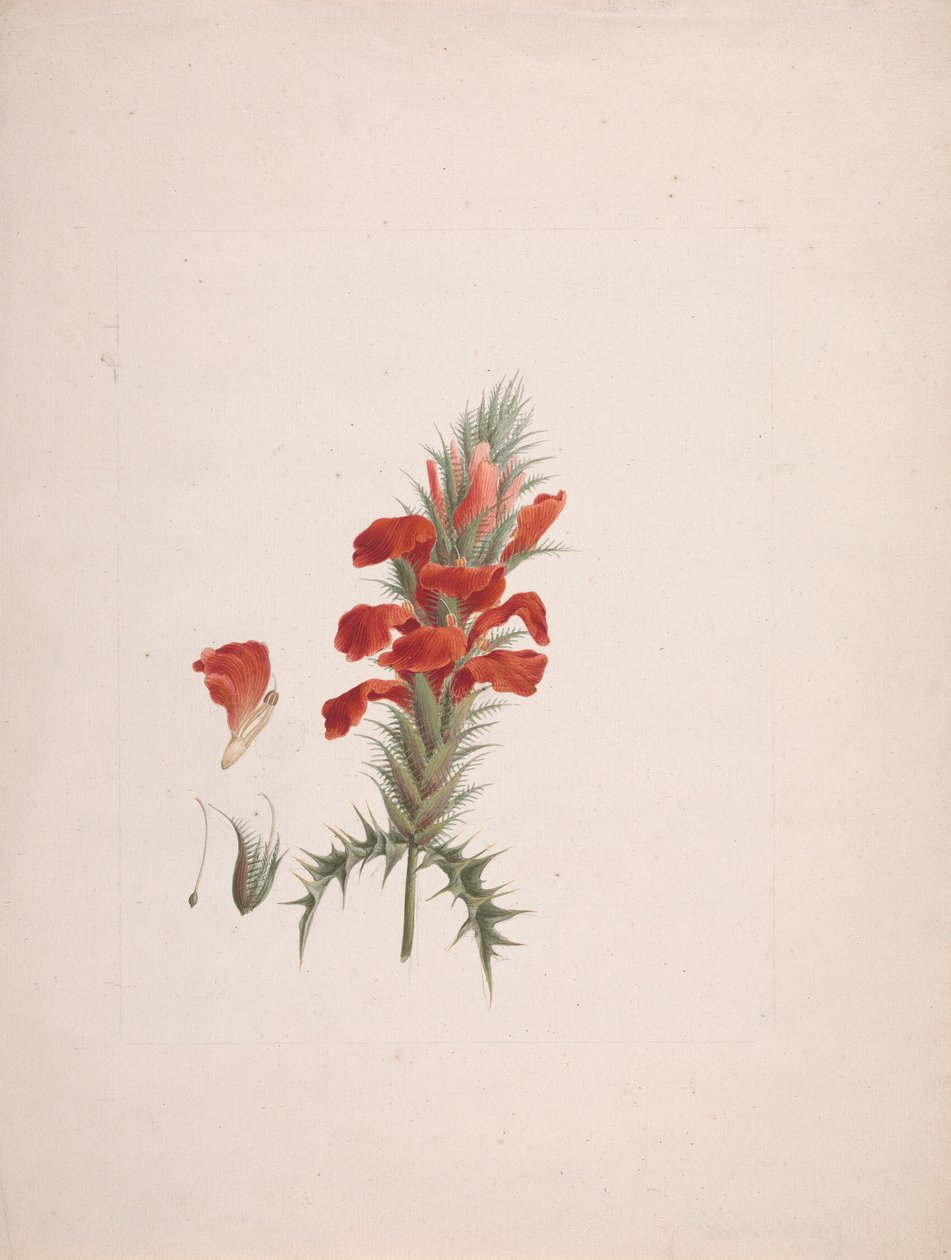 Acanthus Sennii Chiov. : färdig ritning med tillagda detaljer av Luigi Balugani