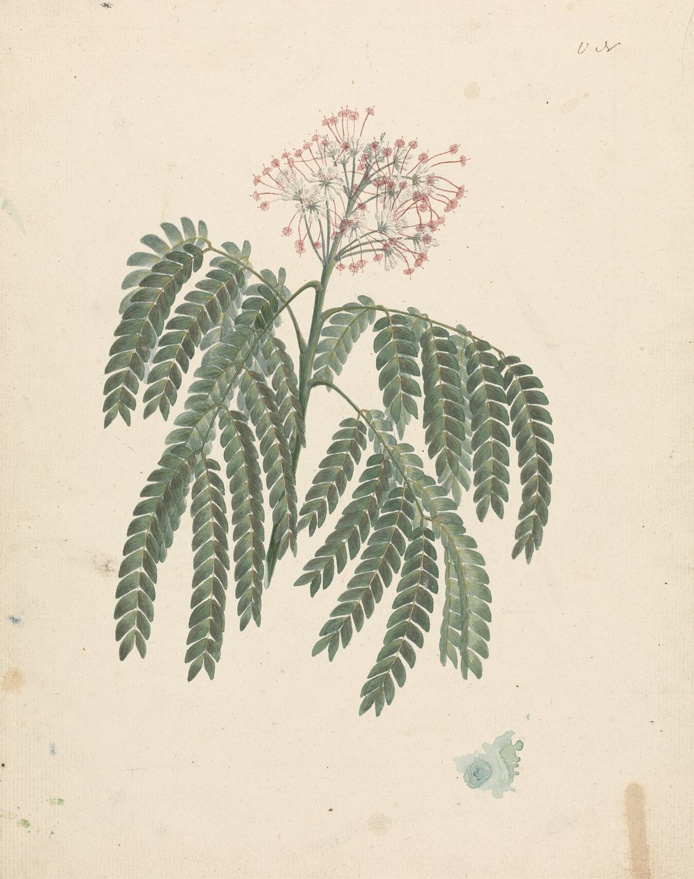 Albizia gummifera (J.F.Gmel.) C.A. Sm. (Gummy Albizia Tree): färdig teckning med mindre variationer i blommande huvud av Luigi Balugani