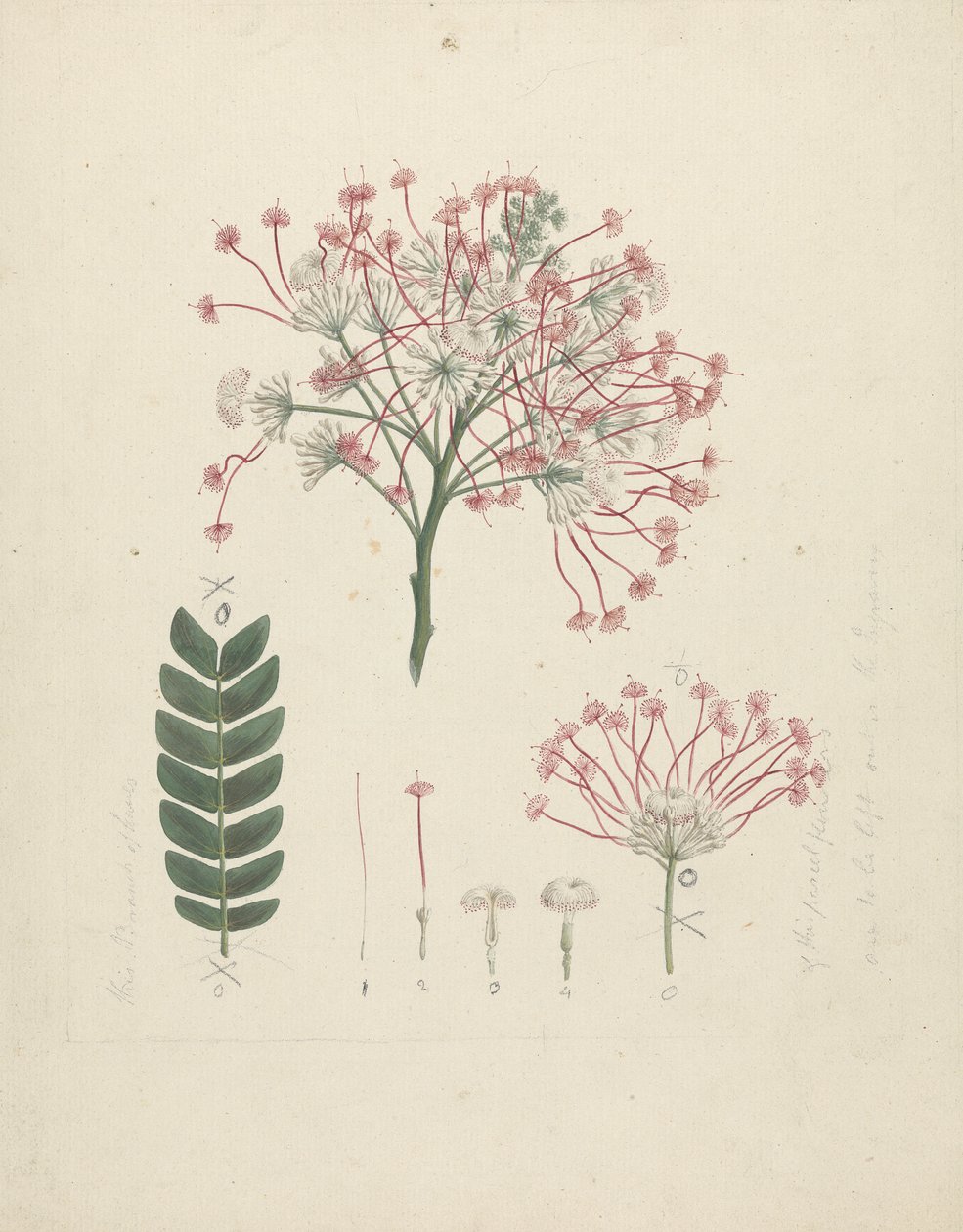 Albizia gummifera (J.F. Gmel.) C.A. Sm. (Gummy Albizia Tree): färdig teckning av blommande skotthuvud, med detaljer om blomställning, buketter och blad av Luigi Balugani