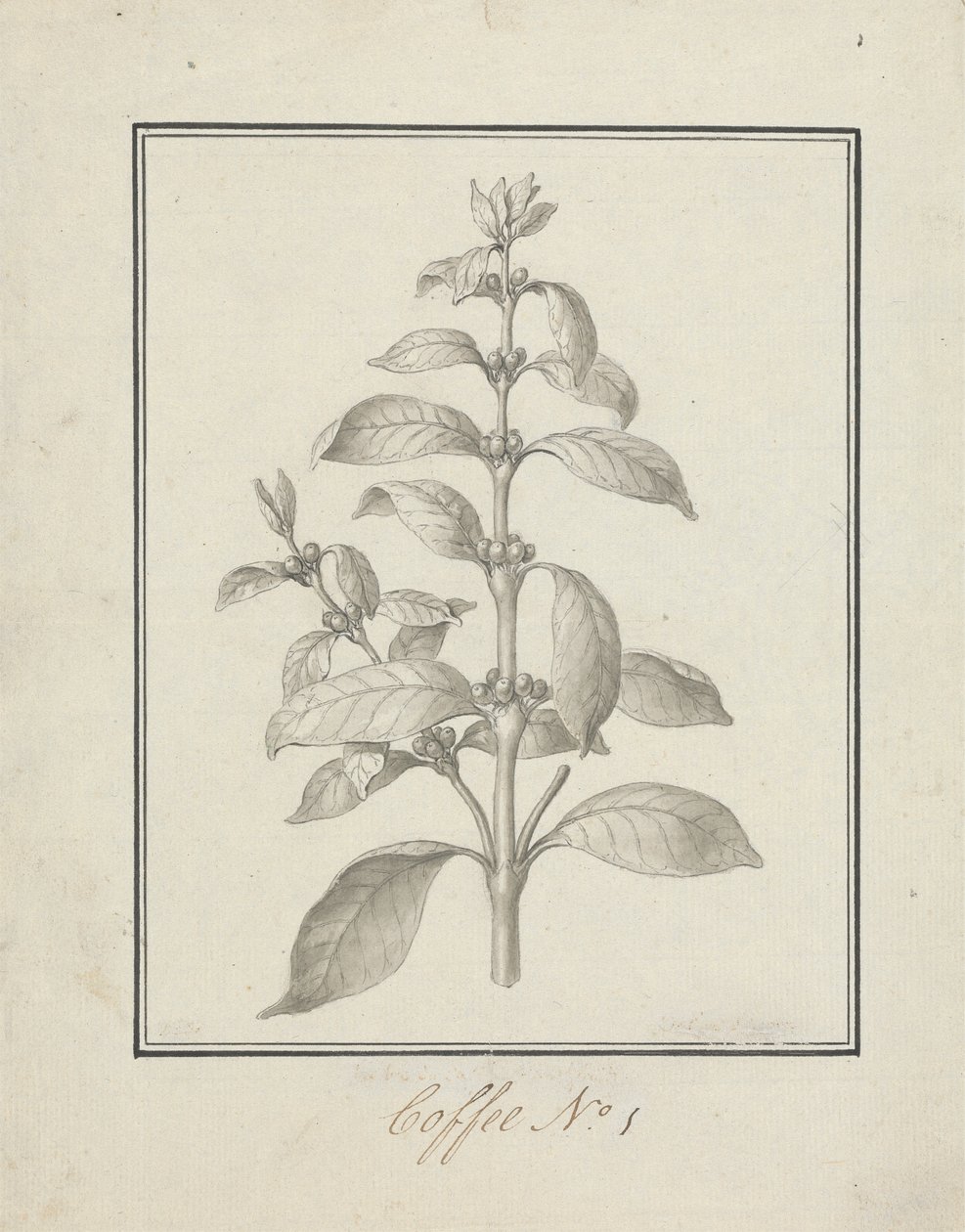 Coffea arabica L. (Arabica Coffee): färdig teckning av lövskott och bär av Luigi Balugani