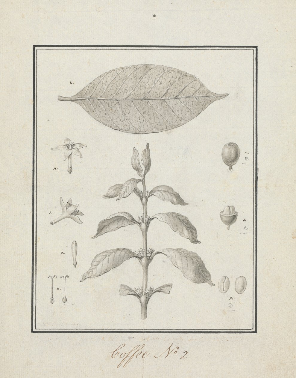Coffea arabica L. (Arabica Coffee): färdig teckning av lummiga skott, med detaljer om blommor, blad och frukter av Luigi Balugani