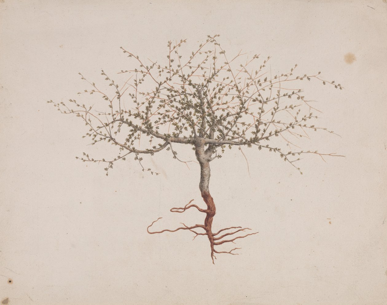 Commiphora gileadensis (L.) C. Chr. (Balm of Gilead, Opobalsam): färdig ritning om trädets vana (med rötter) av Luigi Balugani