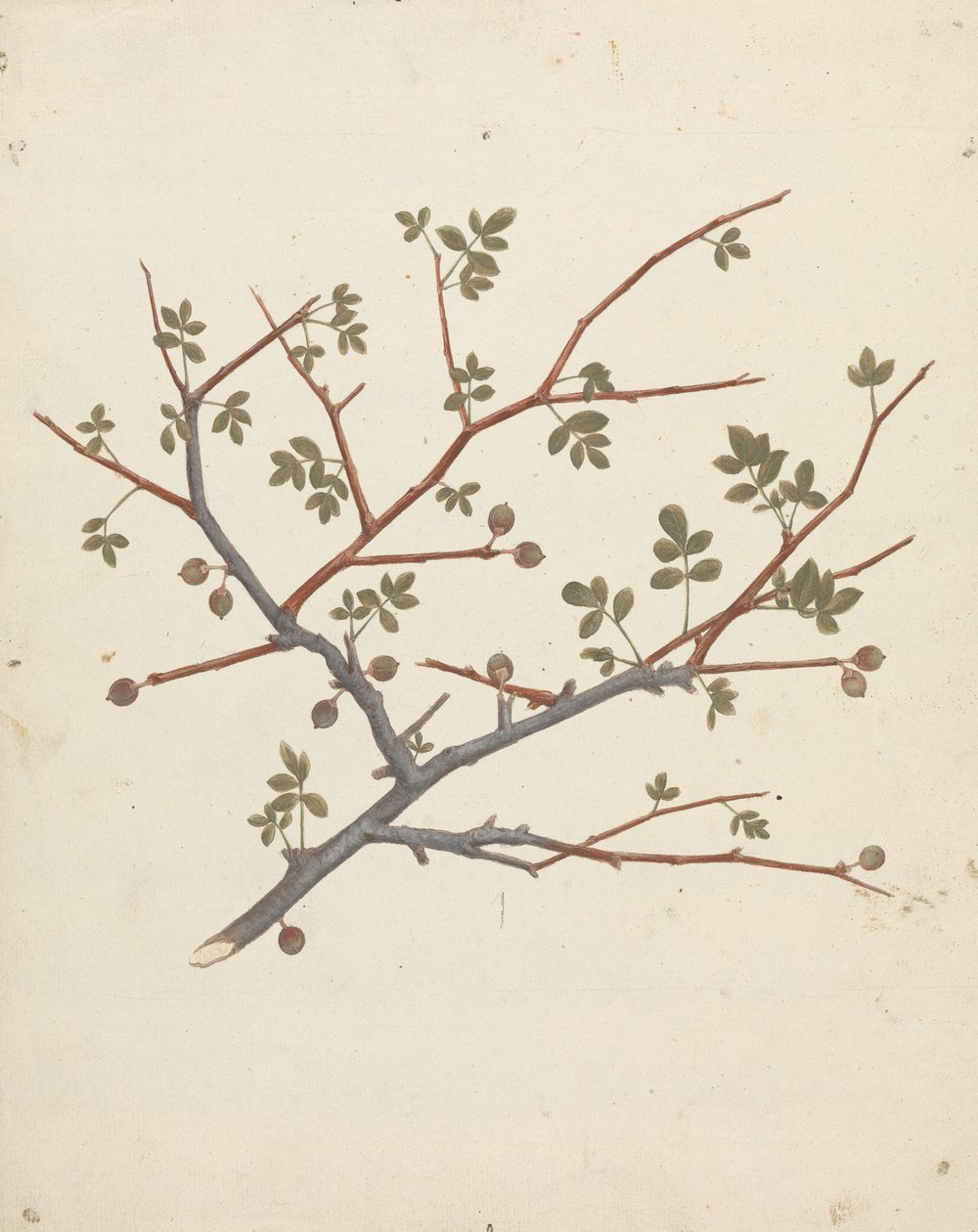 Commiphora gileadensis (L.) C. Chr. (Gileadbalsam, Opobalsam): färdig ritning av fruktgren av Luigi Balugani