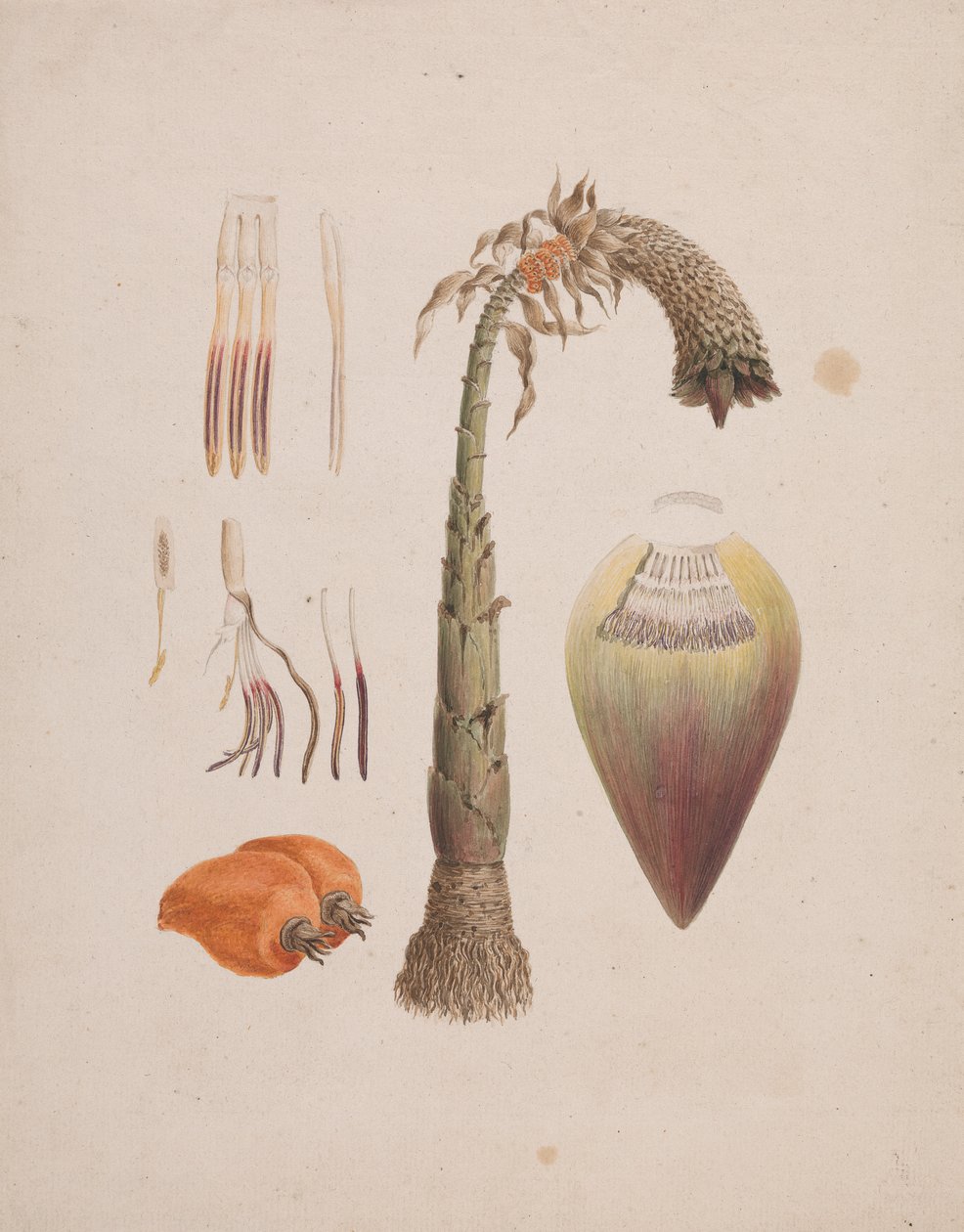 Ensete ventricosum (Welw.) Cheesman (African Wild Banana): färdig teckning av Luigi Balugani