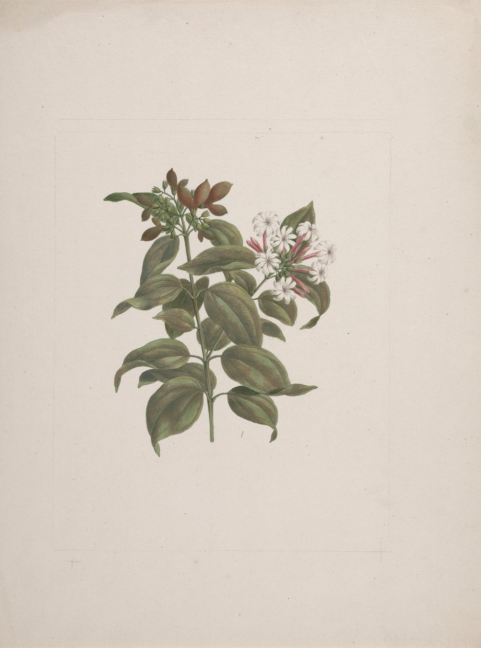 Jasminum dichotomum Vahl (afrikansk jasminum): färdig teckning av Luigi Balugani