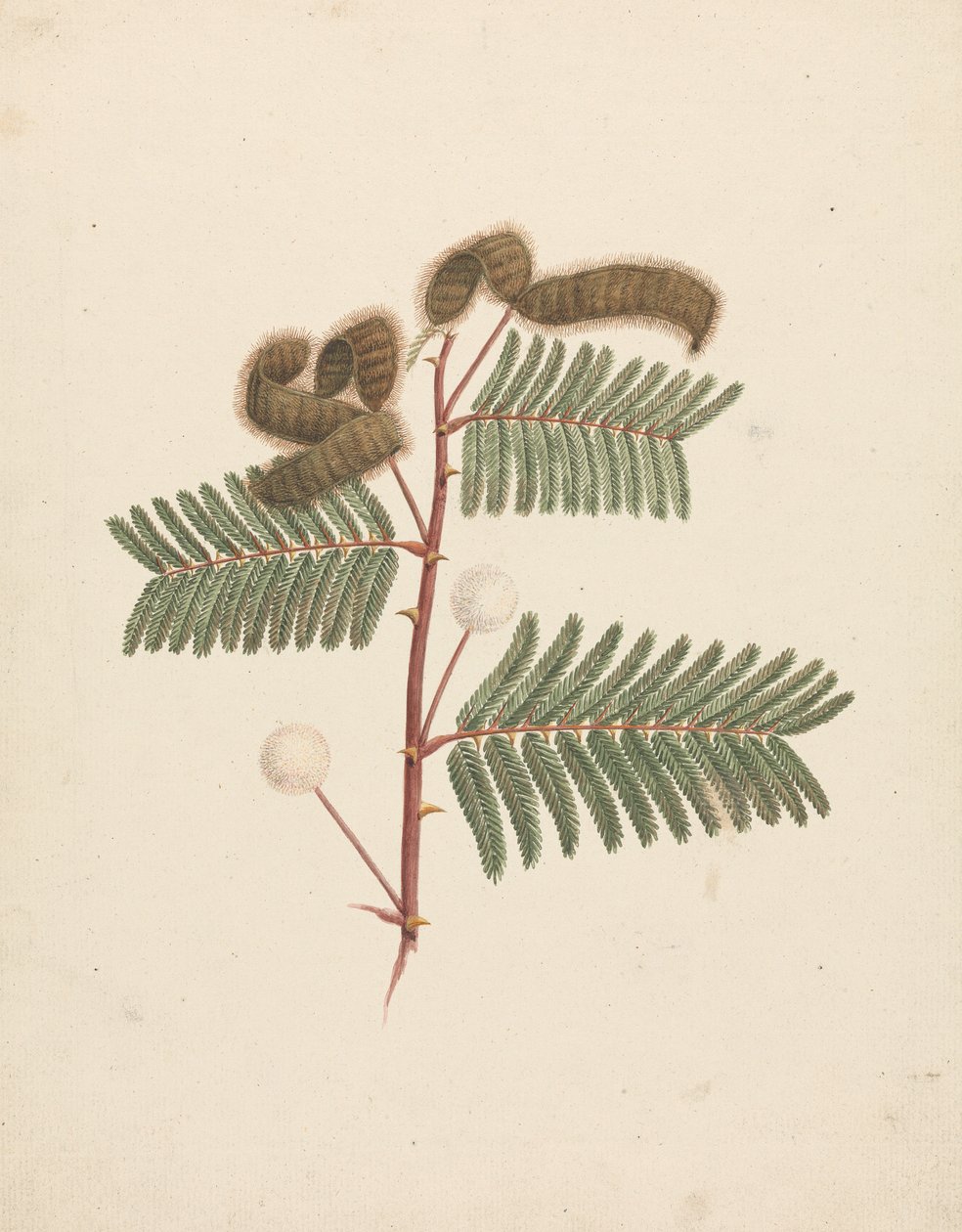Mimosa pigra (L.): färdig teckning av Luigi Balugani