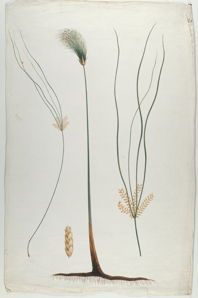 Papyrus (Plant and Root Detail), efter James Abyssinian Bruce (1730-94) (wc över grafit på papper) av Luigi Balugani