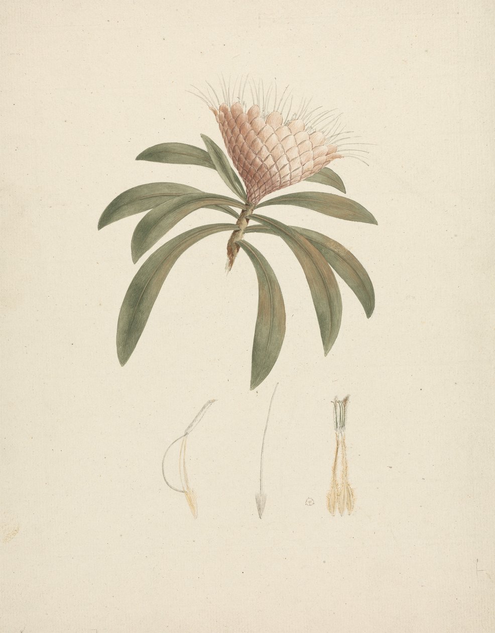 Protea gaguedi J.F. Gmel. (Protea): färdig teckning med blommiga detaljer av Luigi Balugani