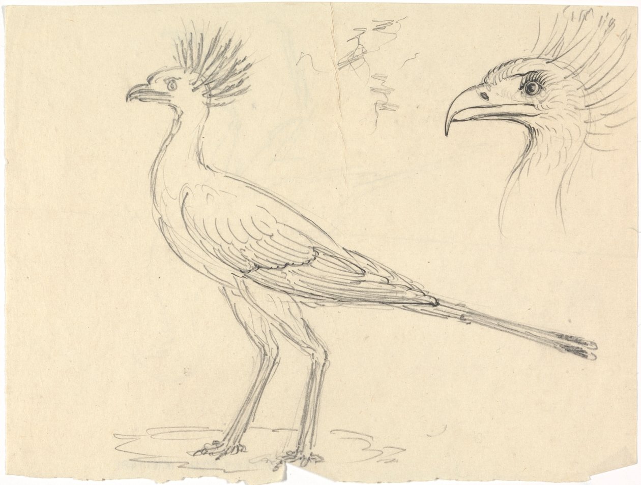 Sekreterare Bird av Luigi Balugani