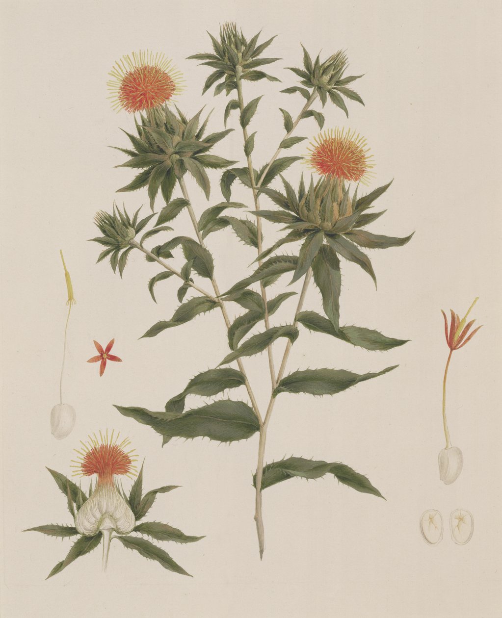 Sussa (Löv, blommor och detaljer) tidigare tillskriven James Bruce (1730-94) (wc över grafit på papper) av Luigi Balugani