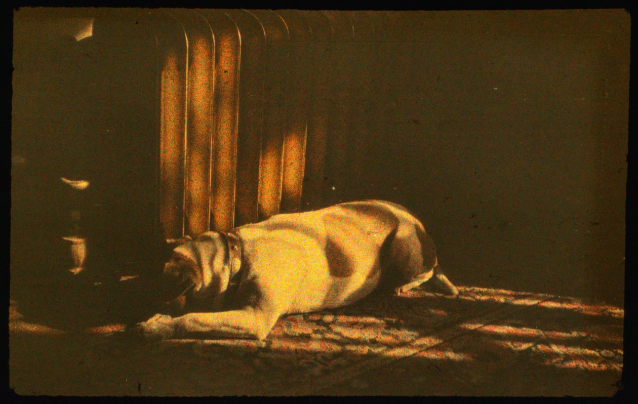 Färgfotografi av sovande hund i solljus med Autochrome LumiÃ¨re och en 35 mm kamera... av Luis Marden