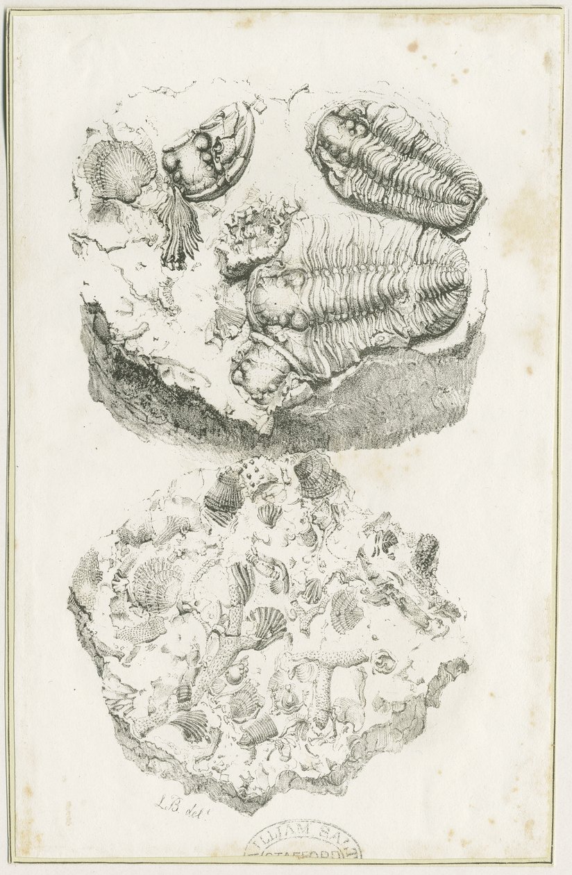 Dudley - Fossiler: litografi, nd [c 1825] (tryck) av Luke Booker