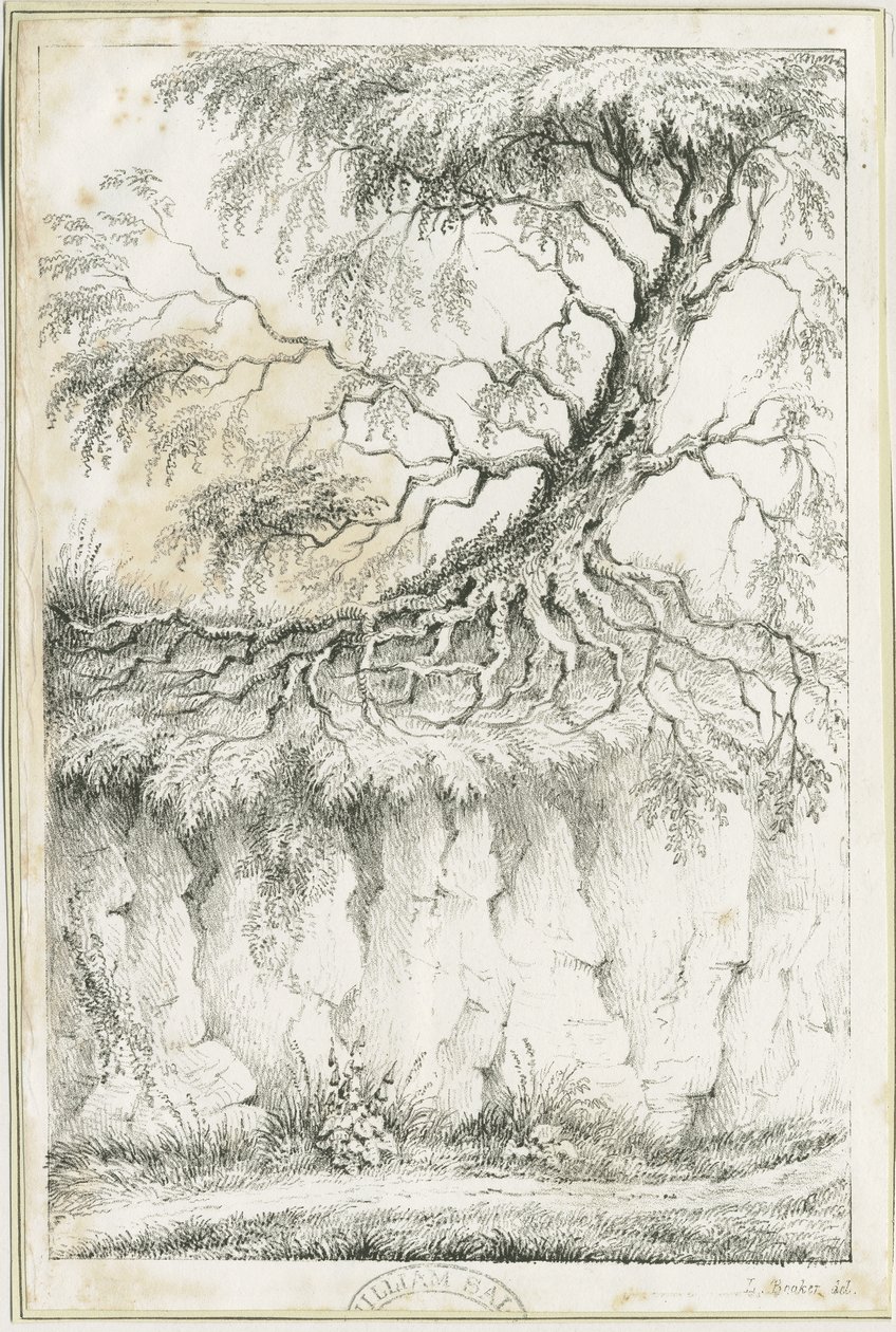 Dudley - Träd: litografi, nd [c 1825] (tryck) av Luke Booker