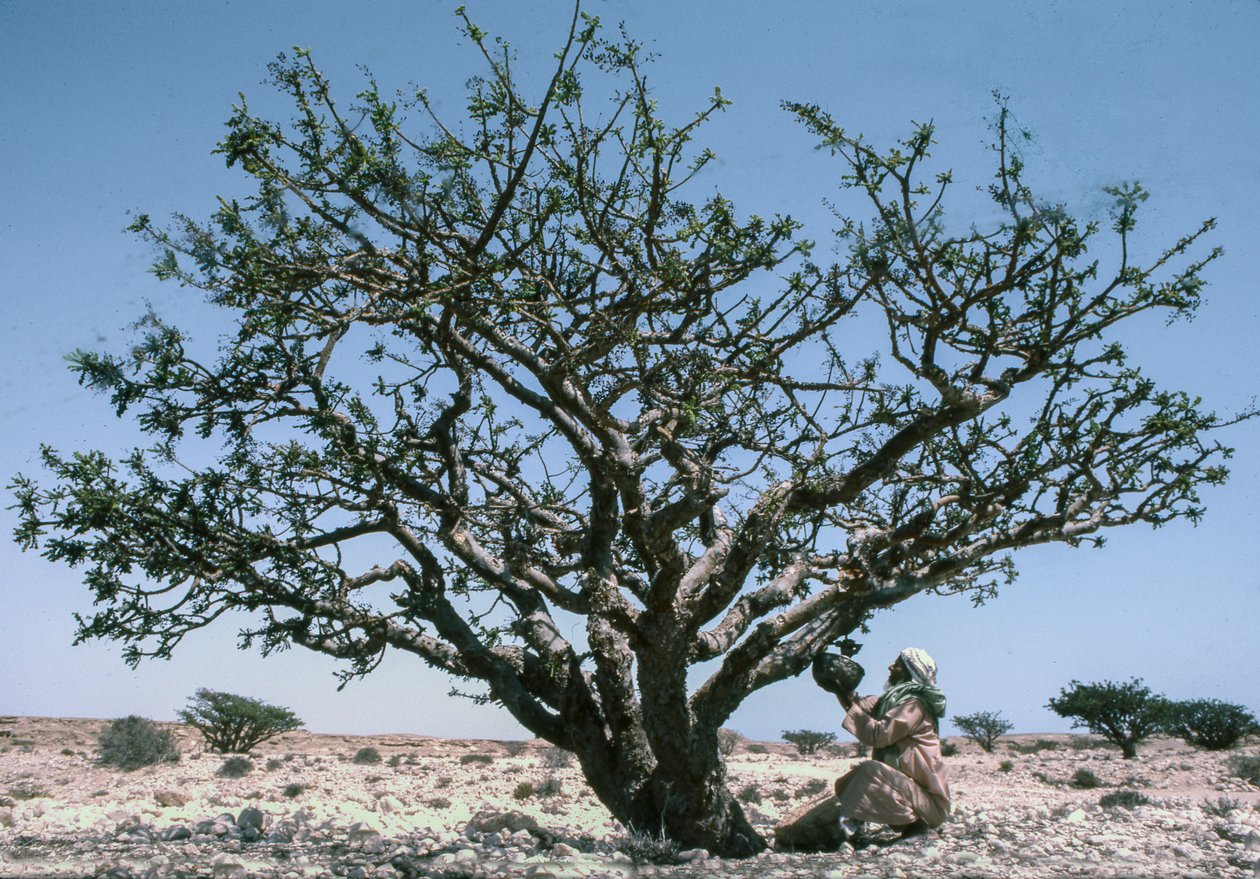 Man som samlar in olibanum från ett Boswellia-träd i Oman. av Lynn Abercrombie