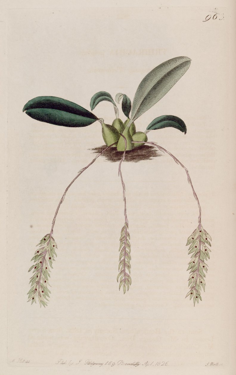 Illustration av bulbophyllum pendel (som syn. Tribrachia pendula) av M. Hart