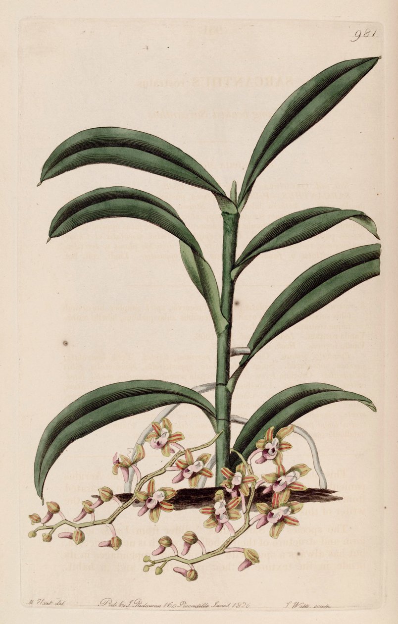 Illustration av Cleisostom Recurvum (som syn. Sarcanthus Rostratus) av M. Hart