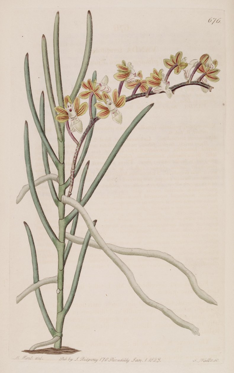 Illustration of Cleisostoma simondii (as syn. Vanda teretifolia) av M. Hart