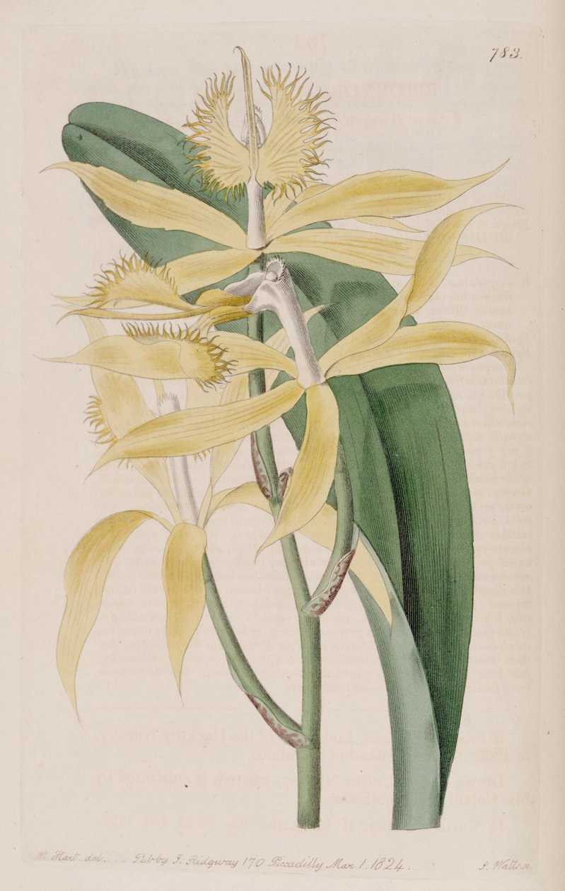 Illustration of Epidendrum ciliare (as syn. Epidendrum cuspidatum) av M. Hart