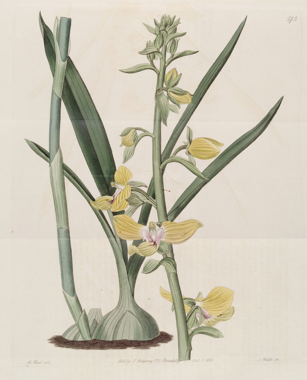 Illustration of Eulophia speciosa (as syn. Lissochilus speciosus) av M. Hart