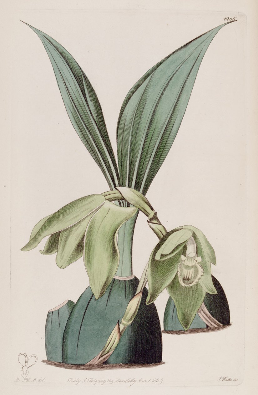Illustration of Ida ciliata (as syn. Maxillaria ciliata) av M. Hart