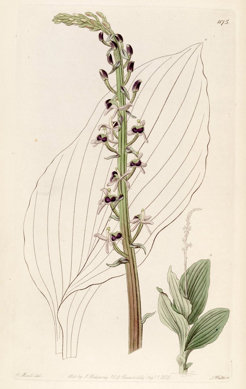 Illustration av Liparis nervosa ssp. nervosa (som syn. Liparis ELATA) av M. Hart