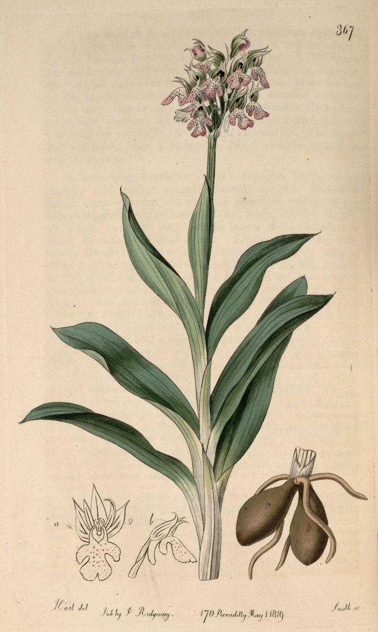 Illustration av Neotinea tridentata subsp. tridentata (som syn.Orchis variegataAll.) av M. Hart