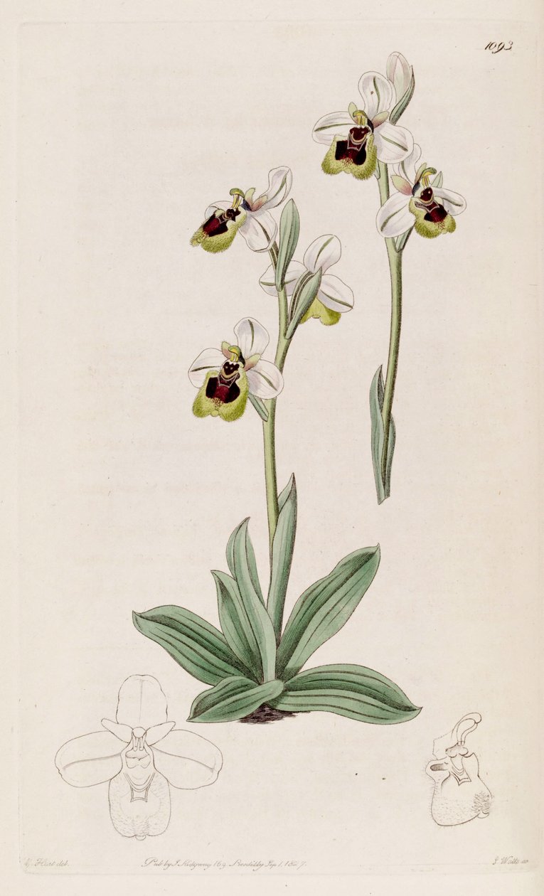 Illustration of Ophrys tenthredinifera av M. Hart